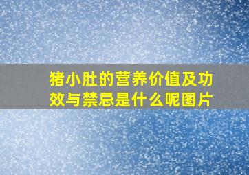 猪小肚的营养价值及功效与禁忌是什么呢图片