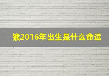 猴2016年出生是什么命运