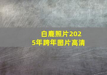 白鹿照片2025年跨年图片高清