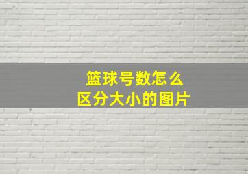 篮球号数怎么区分大小的图片