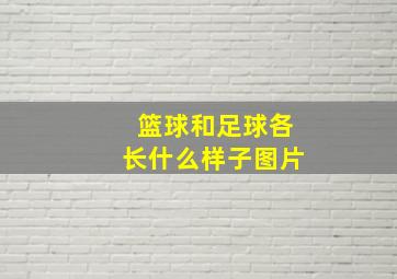 篮球和足球各长什么样子图片