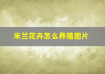 米兰花卉怎么养殖图片