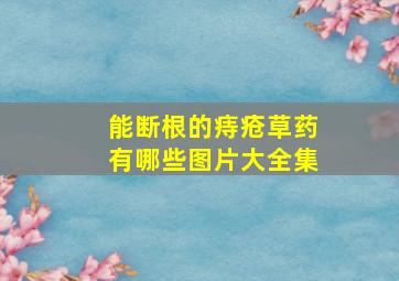 能断根的痔疮草药有哪些图片大全集