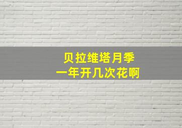 贝拉维塔月季一年开几次花啊