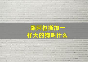 跟阿拉斯加一样大的狗叫什么