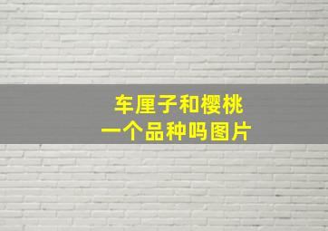 车厘子和樱桃一个品种吗图片