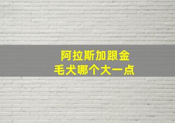 阿拉斯加跟金毛犬哪个大一点