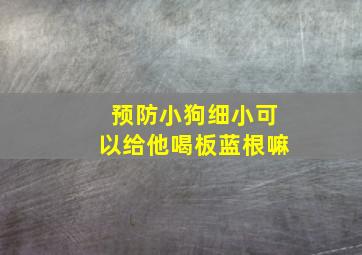 预防小狗细小可以给他喝板蓝根嘛