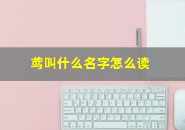 鸢叫什么名字怎么读