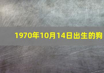 1970年10月14日出生的狗