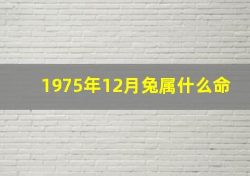 1975年12月兔属什么命