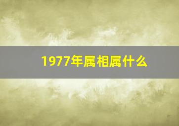 1977年属相属什么