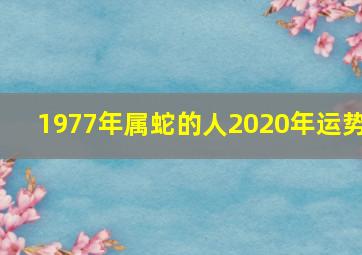 1977年属蛇的人2020年运势