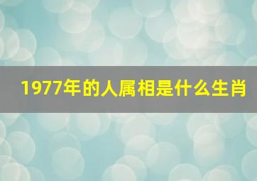 1977年的人属相是什么生肖