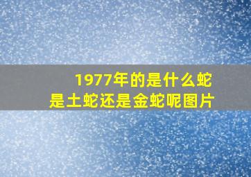 1977年的是什么蛇是土蛇还是金蛇呢图片