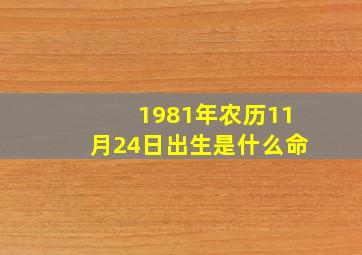 1981年农历11月24日出生是什么命