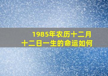 1985年农历十二月十二日一生的命运如何