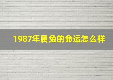 1987年属兔的命运怎么样