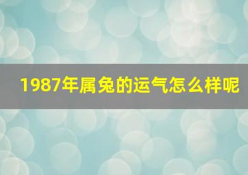 1987年属兔的运气怎么样呢