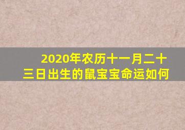 2020年农历十一月二十三日出生的鼠宝宝命运如何