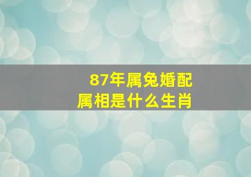 87年属兔婚配属相是什么生肖