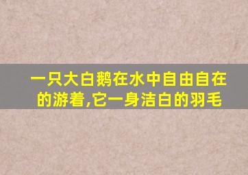 一只大白鹅在水中自由自在的游着,它一身洁白的羽毛