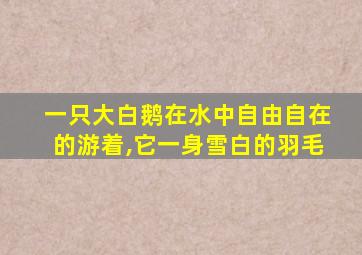 一只大白鹅在水中自由自在的游着,它一身雪白的羽毛