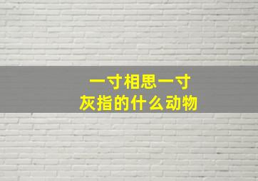 一寸相思一寸灰指的什么动物