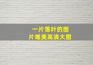 一片落叶的图片唯美高清大图