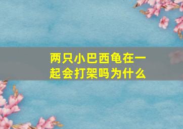 两只小巴西龟在一起会打架吗为什么