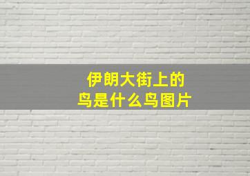 伊朗大街上的鸟是什么鸟图片