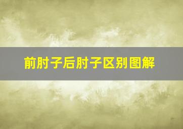 前肘子后肘子区别图解