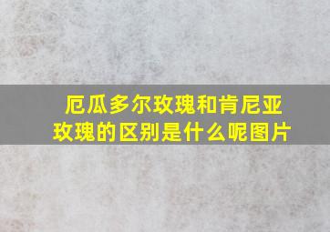 厄瓜多尔玫瑰和肯尼亚玫瑰的区别是什么呢图片