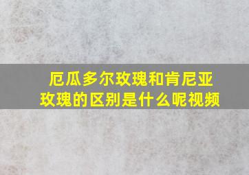 厄瓜多尔玫瑰和肯尼亚玫瑰的区别是什么呢视频