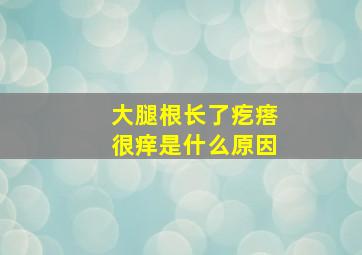 大腿根长了疙瘩很痒是什么原因