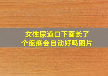 女性尿道口下面长了个疙瘩会自动好吗图片