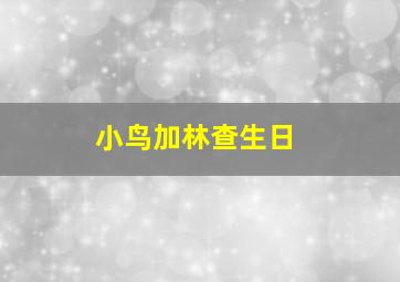 小鸟加林查生日