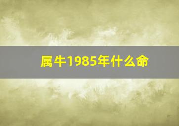 属牛1985年什么命