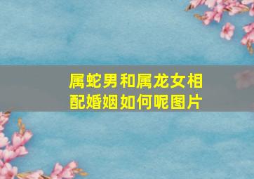 属蛇男和属龙女相配婚姻如何呢图片