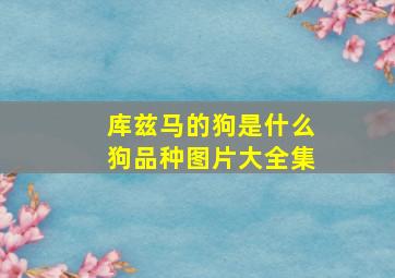 库兹马的狗是什么狗品种图片大全集