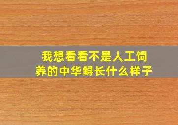 我想看看不是人工饲养的中华鲟长什么样子