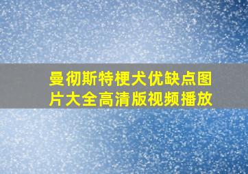 曼彻斯特梗犬优缺点图片大全高清版视频播放