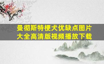 曼彻斯特梗犬优缺点图片大全高清版视频播放下载