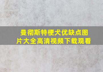 曼彻斯特梗犬优缺点图片大全高清视频下载观看