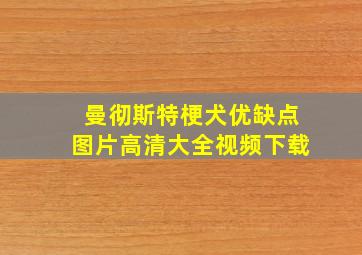 曼彻斯特梗犬优缺点图片高清大全视频下载