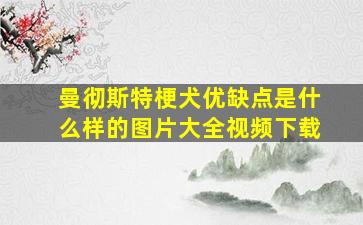 曼彻斯特梗犬优缺点是什么样的图片大全视频下载