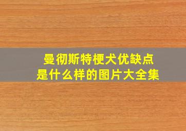 曼彻斯特梗犬优缺点是什么样的图片大全集