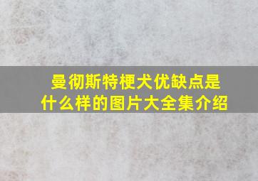 曼彻斯特梗犬优缺点是什么样的图片大全集介绍