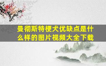 曼彻斯特梗犬优缺点是什么样的图片视频大全下载