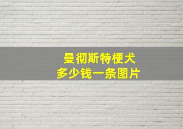 曼彻斯特梗犬多少钱一条图片